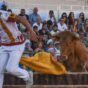 El Ayuntamiento de Pedrola y Torosocial presentan una Feria Taurina de San Roque 2026 con 18 festejos y un cartel ganadero de primer nivel